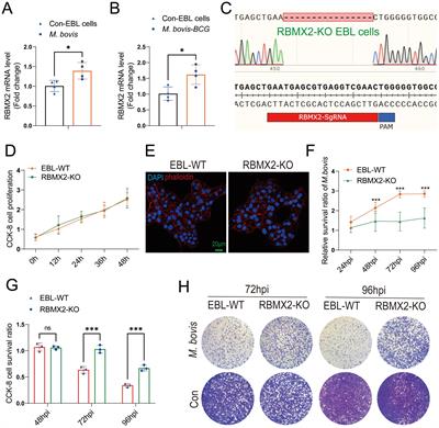 Host factor RBMX2 promotes epithelial cell apoptosis by downregulating APAF-1’s Retention Intron after Mycobacterium bovis infection